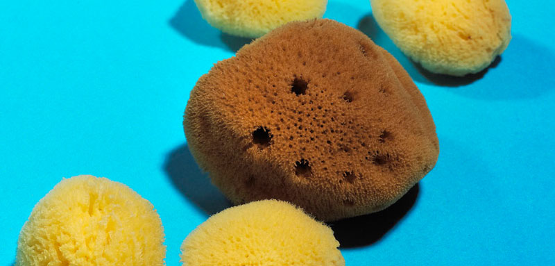 Coral Reef natural sea sponges, Coral Reef Wholesale Bulk Suppliers, Coral Reef Exporters, Coral Reef Distributors
