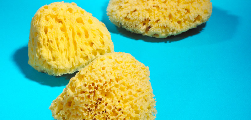 Honeycomb sea sponges processors, wholesale suppliers, Exporters, Distributors