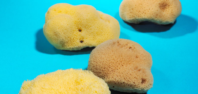 Fine Silk sponges