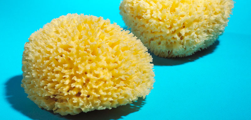 wool sponges suppliers and bulk distributors