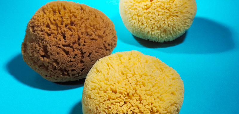 Yellow sea sponges