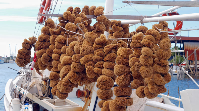Sea Sponges Distributors, Natural Sponges Distributors, Coral Reefs Distributors, Deco Grass Distributors, Silky Grass Distributors, Silk Sponges Distributors, Wool Sponges Distributors, Yellow Sponges Distributors, Olive Oil Soap Distributors, Sponge Soaps Distributors, Sea Sponge Soaps Distributors, Honeycomb Sponges Distributors, Grass Sponges Distributors, Hardhead Sponges Distributors, Bulk Sea Sponges, Bulk Natural Sponges, Bulk Coral Reefs, Bulk Deco Grass, Bulk Silky Grass, Bulk Silk Sponges, Bulk Wool Sponges, Bulk Yellow Sponges, Bulk Olive Oil Soap, Bulk Sponge Soaps, Bulk Sea Sponge Soaps, Bulk Honeycomb Sponges, Bulk Grass Sponges, Bulk Hardhead Sponges
